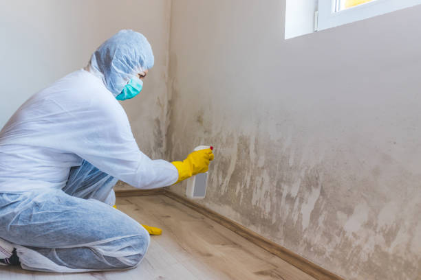 Licensed Commercial Mold Remediation service in Bellevue, IL - WQB Mold Removal